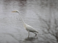 Grande Aigrette 2.jpg