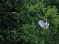 Grande Aigrette  lac de Biron Orthez (8).jpg