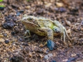 Grenouille-4.jpg