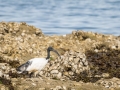 Ibis Sacré-0032