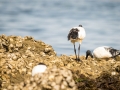 Ibis Sacré-0064