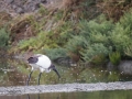 Ibis Sacré-0107