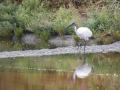 Ibis Sacré-0111