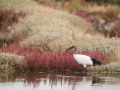 Ibis Sacré-0141