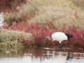 Ibis Sacré-0142