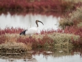 Ibis Sacré-0144