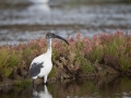 Ibis Sacré-0175