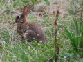 Lapin-2.jpg