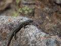 Lézard des Murailles Ax les Thermes (la vallée D'Orlu)-6547