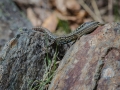 Lézard des Murailles Ax les Thermes (la vallée D'Orlu)-6549