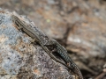 Lézard des Murailles Ax les Thermes (la vallée D'Orlu)-6551