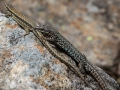 Lézard des Murailles Ax les Thermes (la vallée D'Orlu)-6553