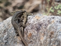 Lézard des Murailles Ax les Thermes (la vallée D'Orlu)-6557