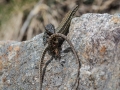 Lézard des Murailles Ax les Thermes (la vallée D'Orlu)-6559