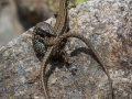 Lézard des Murailles Ax les Thermes (la vallée D'Orlu)-6563