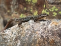 Lézard des Murailles Ax les Thermes (la vallée D'Orlu)-6564