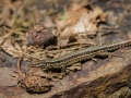 Lézard des Murailles Ax les Thermes (la vallée D'Orlu)-6567