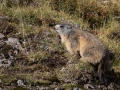 Marmotte des Alpes-3386