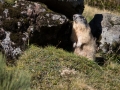 Marmotte des Alpes-3476