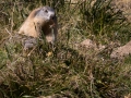 Marmotte des Alpes-3489