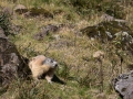 Marmotte des Alpes-3504