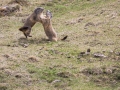 Marmotte des Alpes-6654