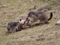 Marmotte des Alpes-6727