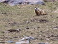 Marmotte des Alpes-6749
