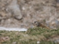 Marmotte des Alpes-6956