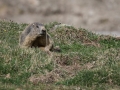 Marmotte des Alpes-6959