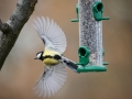 Mésange Charbonniere-4953