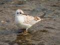 Mouette Rieuse-3947