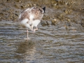 Mouette Rieuse-3962