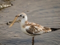 Mouette Rieuse-3976