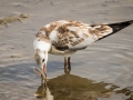 Mouette Rieuse-3980