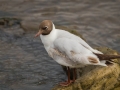 Mouette Rieuse-3991