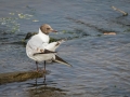 Mouette Rieuse-4005