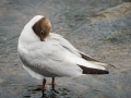 Mouette Rieuse-4051