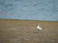 Mouette rieuse-3826