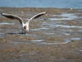 Mouette rieuse-3842
