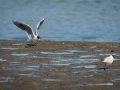 Mouette rieuse-3858