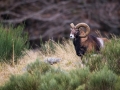 Mouflon-7400-2