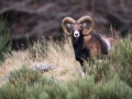 Mouflon-7402