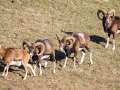 Mouflon-7789