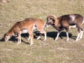 Mouflon-7824