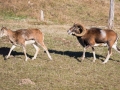 Mouflon-7878