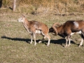 Mouflon-7882