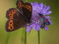 Papillon.jpg