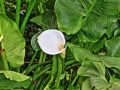 10 Arum Lac de Luc (Pouillon 40350).jpg