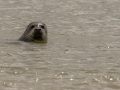 Phoque baie de Somme-2.jpg